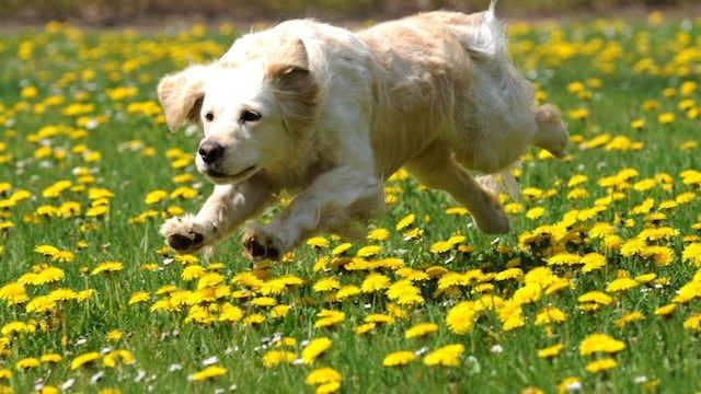 KAS002 STADTALLENDORF (ALEMANIA) 27/04/2010\u002E- Emma, una perra de la raza Golden Retriever, corre por un campo lleno de flores en Stadtallendorf (Alemania) hoy, martes 27 de abril de 2010\u002E Se prevén temperaturas que alcanzarán los 27 grados centígrados lo que apunta a la llegada de la primavera a Alemania\u002E EFE/Uwe Zucchi alemania stadtallendorf emma perro corriendo sobre campo de flores animales perros