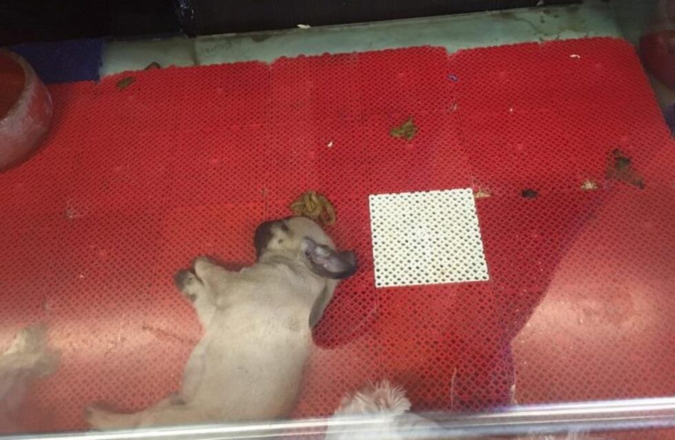 Denuncian que un Pet Shop tiene a los animales entre heces