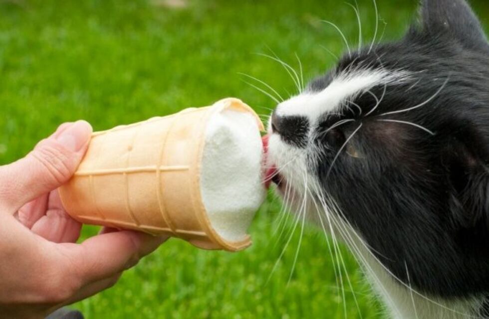 ¿Se le congeló el cerebro? Gatito probó helado por primera vez y se hizo viral