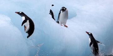 Nueva guía para mejorar los viajes a la Antártida