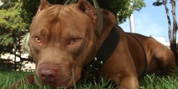 Ataque pitbull Ushuaia