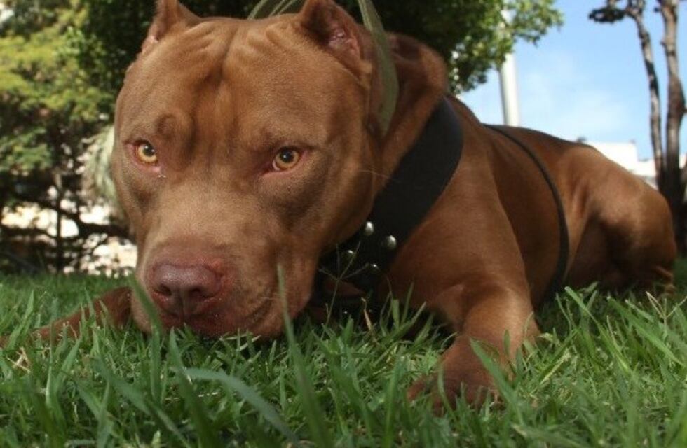 Ya son nueve las denuncias a los propietarios de los perros Pitbull del barrio Las Raíces