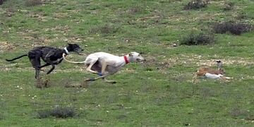 Caza con galgos\u002E Imagen ilustrativa\u002E