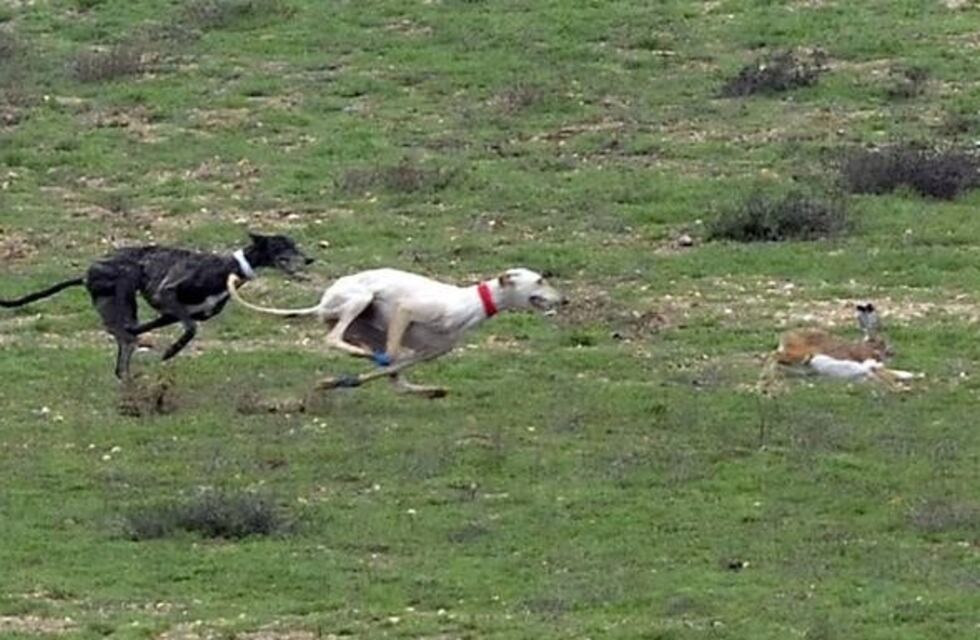 Detuvieron por caza furtiva a cuatro hombres en Neuquén