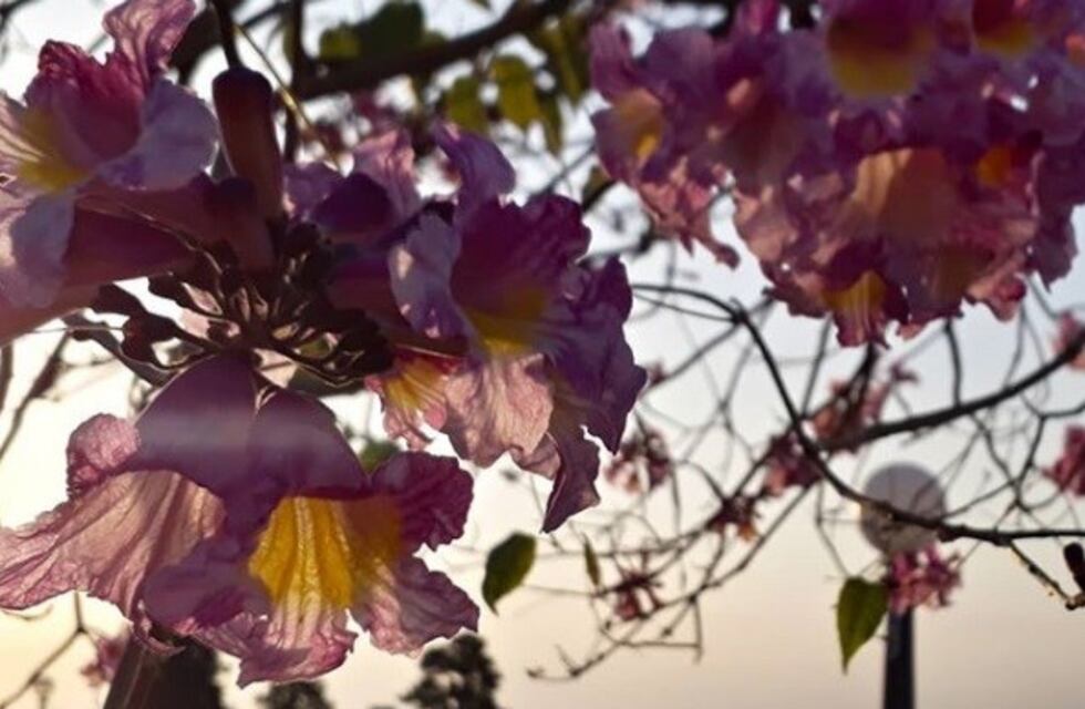 Fin de semana soleado y con altas temperaturas en Corrientes