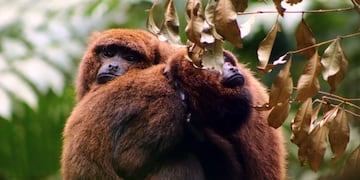 Los monos Carayá suelen habitar en zonas tropicales\u002E AFP PHOTO / FUNDACAO BOTICARIO DE PROTECAO A NATUREZA - SINGE HURLEURS