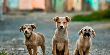 Perros\u002E Adopción responsable\u002E (UNSPLASH)