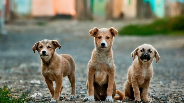 Los nombres más populares de perros en Argentina\u002E