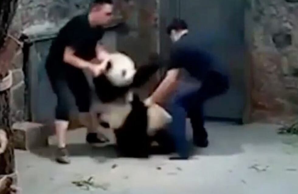 Las redes sociales estallaron en indignación por un video en que cuidadores maltratan a osos panda