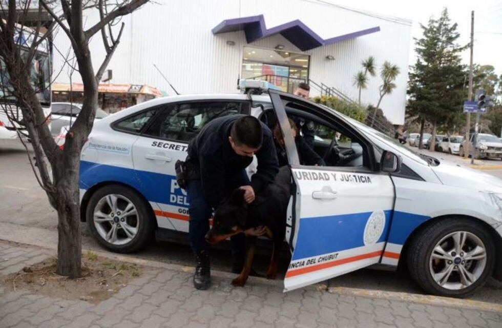 Un Rottwailer se paseaba por el centro y la policía se lo llevó "preso"
