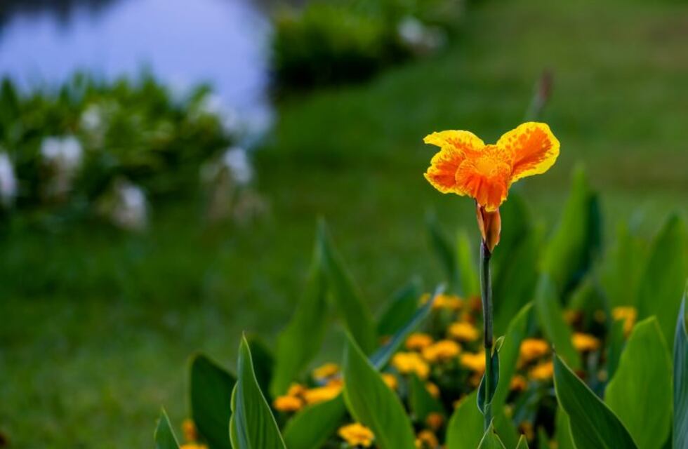 Achiras: bellas y deliciosas