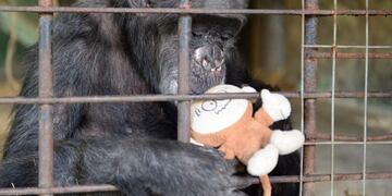 Judy tenia 37 años (web)\u002E