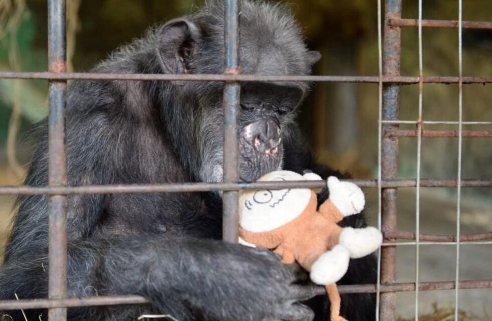 Tristeza por la muerte de Judy, la chimpancé del Bioparque platense