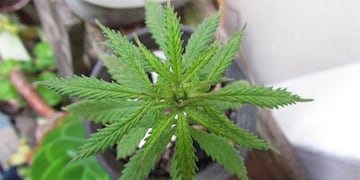 Un joven quiso alegrar a su familia armando un árbol de Navidad con una planta de marihuana