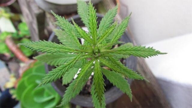 Un joven quiso alegrar a su familia armando un árbol de Navidad con una planta de marihuana
