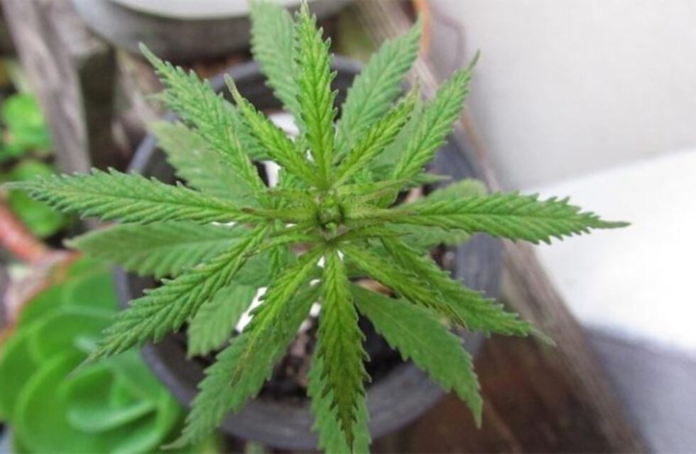 Río Cuarto: le encontraron una plantación de marihuana en la casa
