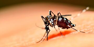 Mosquito aedes ageypti\u002E