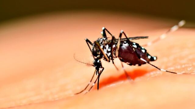 Mosquito aedes ageypti.
