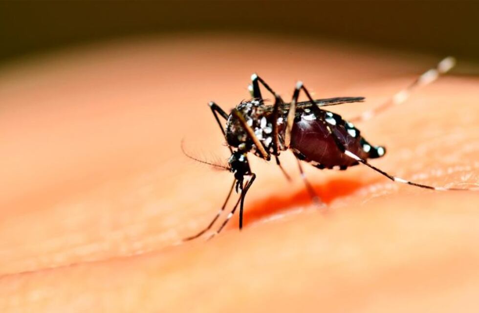 Denuncian cinco nuevos casos de dengue en Córdoba