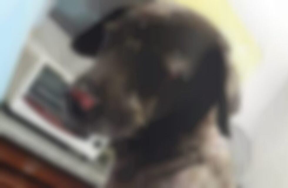 Quemaron vivo y mataron a un perrito: buscan testigos