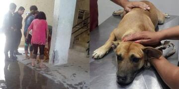 Perro cayó del quinto piso (Web)