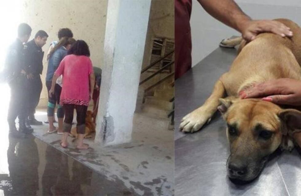 Tiraron a su perro de un tercer piso y los vecinos se organizaron para ayudarlo