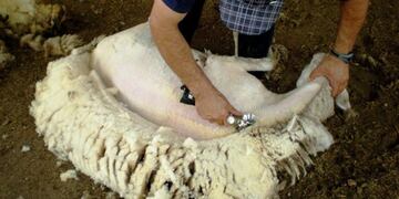 Preocupa la falta de crédito al sector lanero\u002E