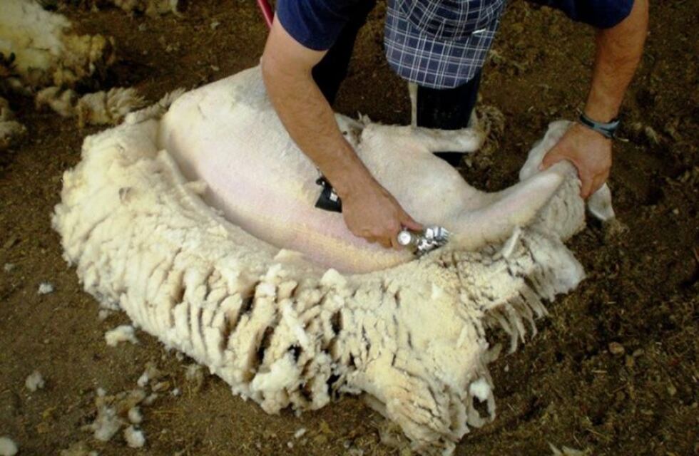 Federación de Sociedades Rurales de Chubut: El contexto económico hace peligrar la actividad