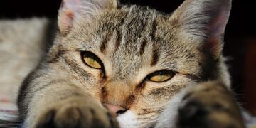 Las 10 cualidades de los gatos que quizu00e1 no conocu00edas\u002E