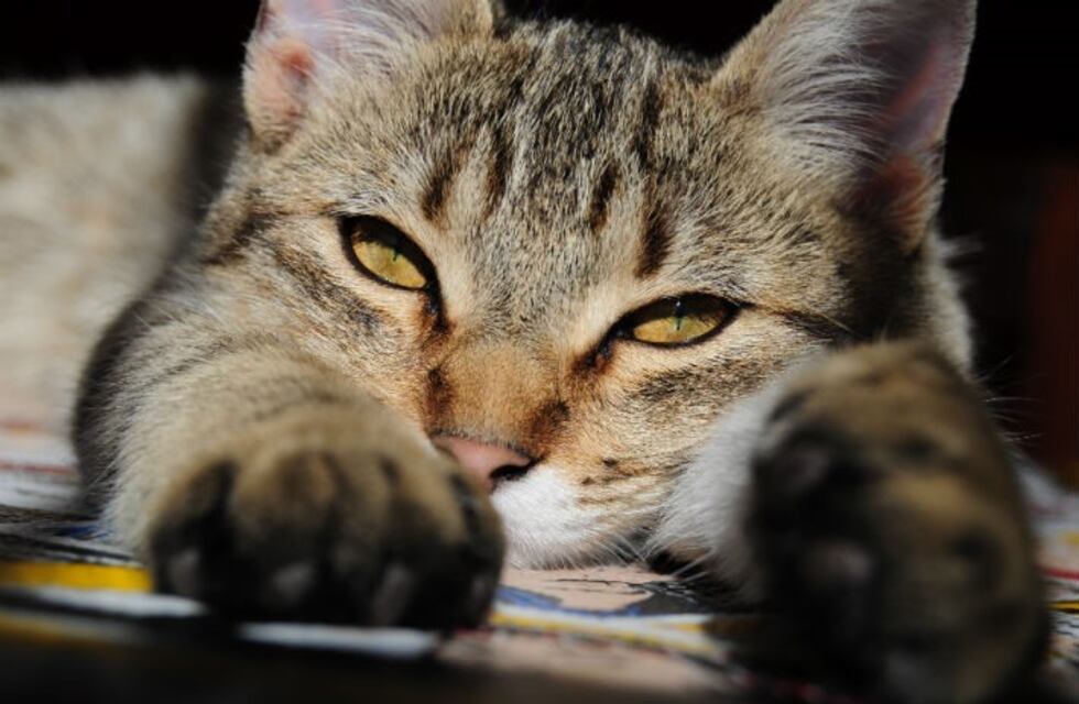 Las 10 cosas de los gatos que quizá no conocías