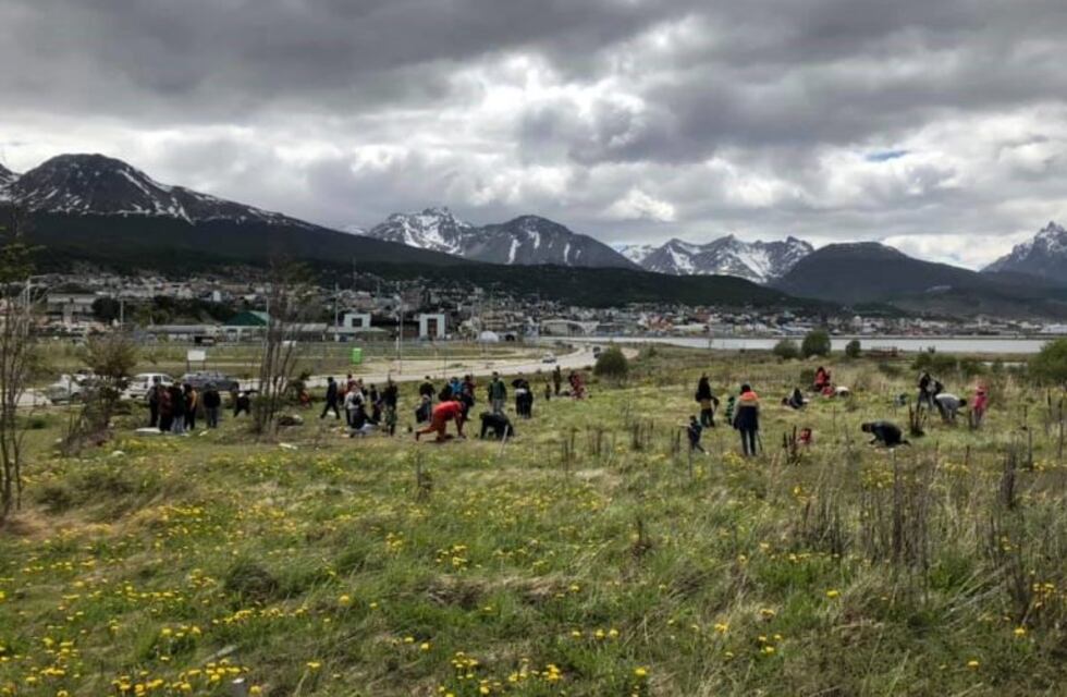 Semana del niño prematuro: plantaron árboles en la Bahía Encerrada