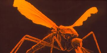 8790fdad-a3e7-4afe-b13f-83be5a54e846|Dr\u002E Tony Brain/Science Source\u002EBiologists have found a way to collapse entire populations of mosquitoes, which spread malaria to humans, by editing their genes to render females infertile\u002E