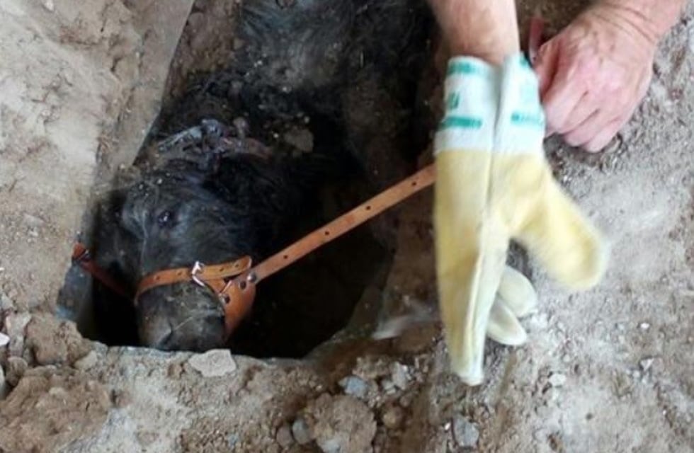 Insólito rescate: sacaron un perro después de romper un caño subterráneo