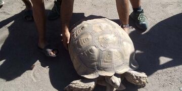 La tortuga gigante de San Rafael fue trasladada a la fundación Temaikén, en Buenos Aires, donde estará vigilada y cuidada por especialistas.