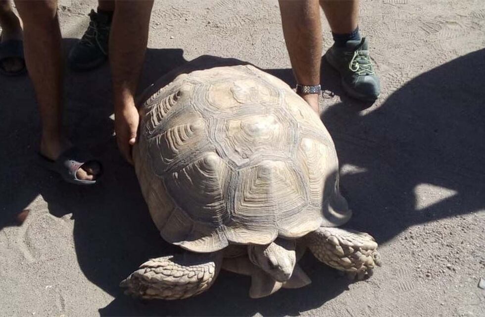 La tortuga gigante de San Rafael: es la tercera más grande del mundo y fue llevada a un ecoparque de Buenos Aires