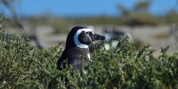 Nuevo encuentro de clubes de observadores de aves de la Patagonia Sur