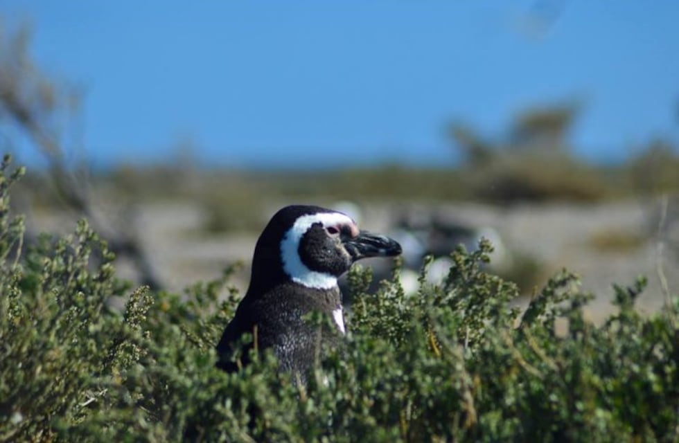 Nuevo encuentro de clubes de observadores de aves de la Patagonia Sur