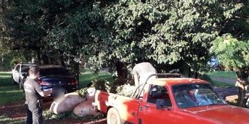 Robaban cosecha de yerba mate y fueron sorprendidos por la policia