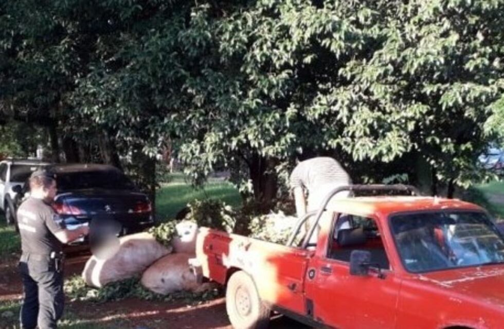 Robaban 800 kg de yerba mate cosechada y fueron sorprendidos por la policía