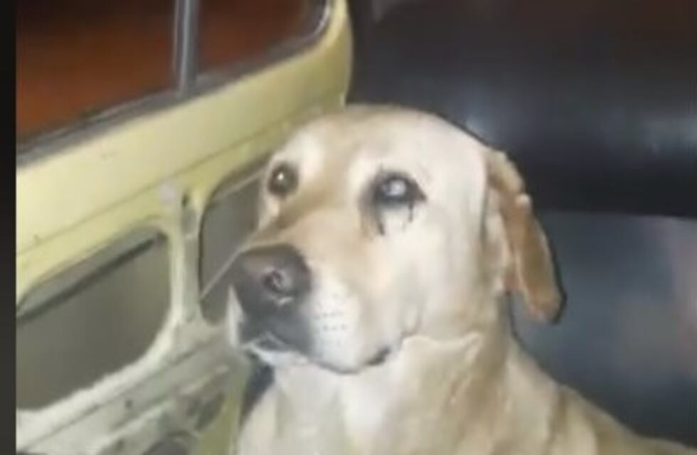 Desesperada búsqueda de un perro obligado cruelmente a tirarse de un auto