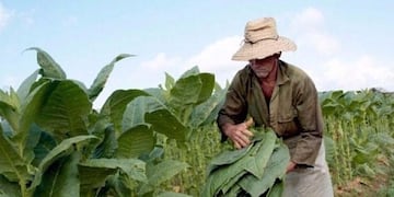 Tabacaleros en Misiones