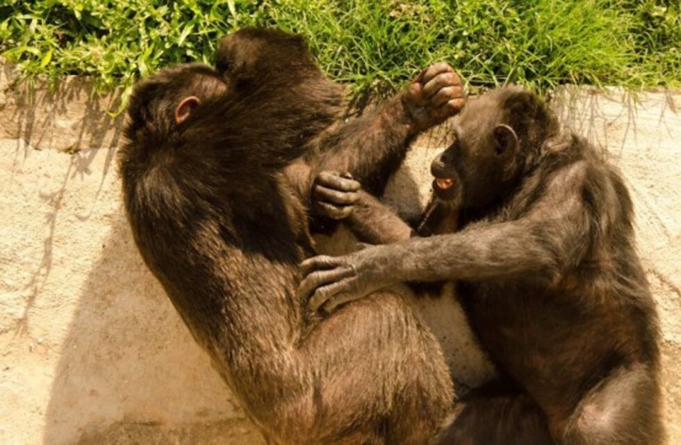 Y un día el sueño se hizo realidad: ¡la mona Cecilia tiene novio!