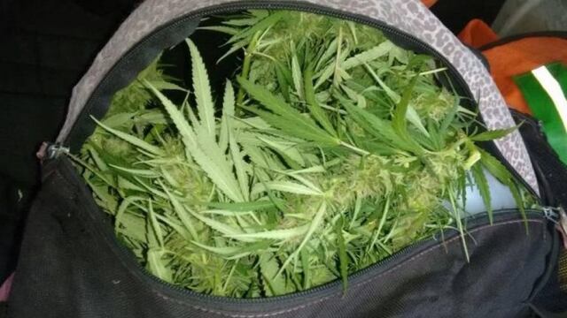 Hojas de Cannabis en requisa