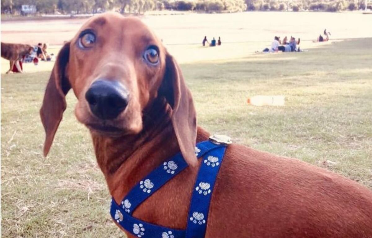 Los perros salchicha tendrán su segundo encuentro en Villa María\u002E