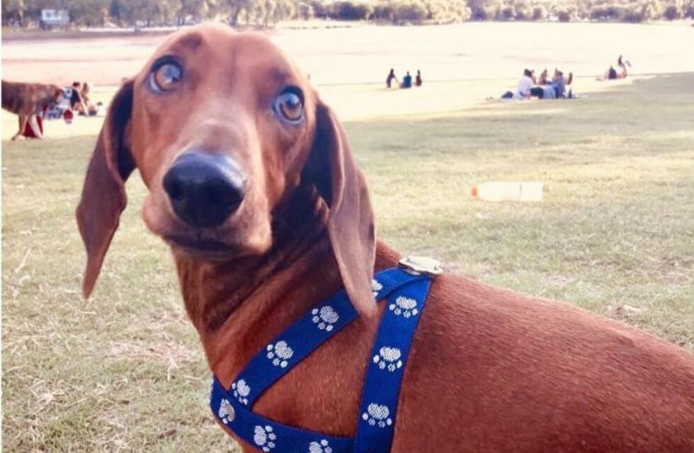 Salchicheros de fiesta: se viene el segundo encuentro de perros salchicha