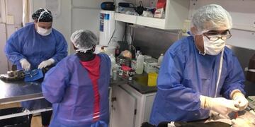 Castración canina y felina\u002E