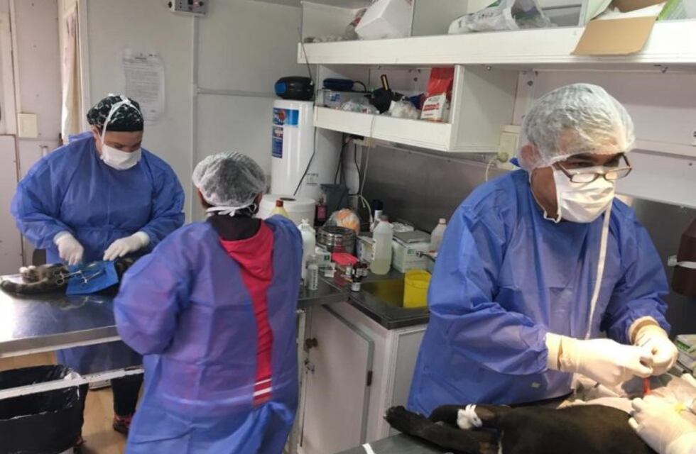 Esterilizaciones caninas y felinas, en el marco del proyecto escolar Mi Amigo Fiel