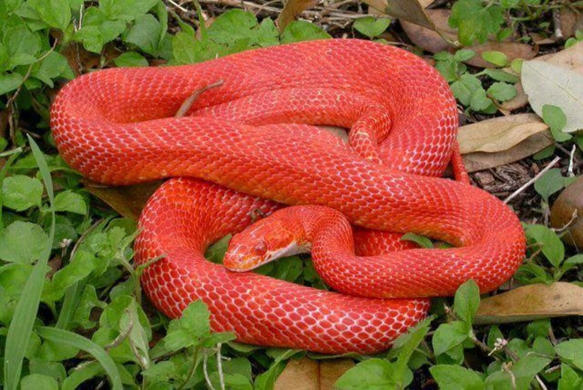 Una enorme víbora roja causó temor en el interior santiagueño (Foto: imagen ilustrativa/web)