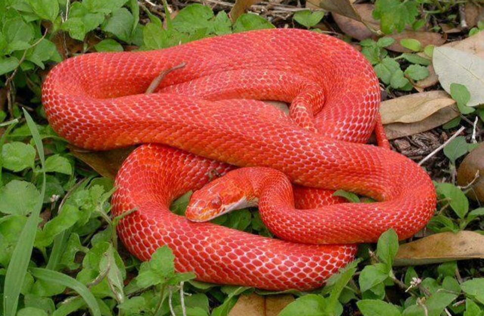 Una enorme víbora roja causó temor en el interior santiagueño