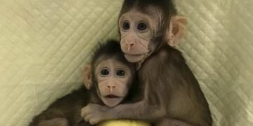 Los dos monos están en la comisaría\u002E